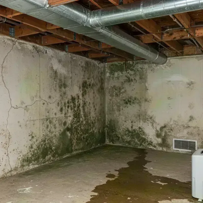 Professional Mold Removal in Duluth, GA